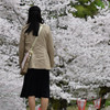 春の1枚