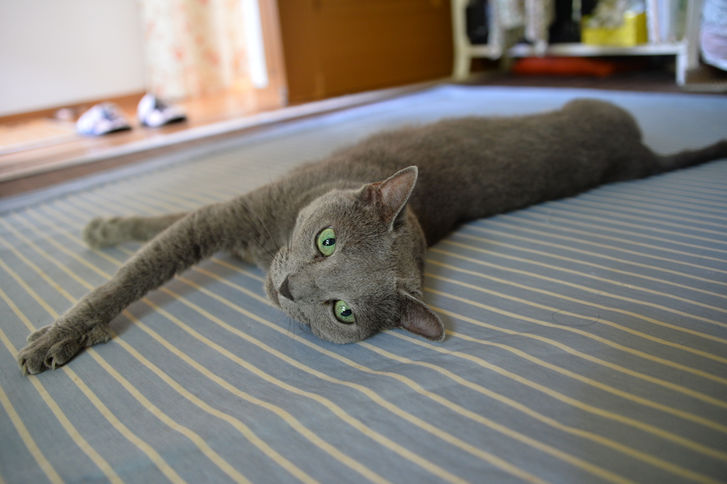 ヘルニア時コロコロ写真