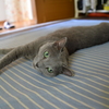 ヘルニア時コロコロ写真