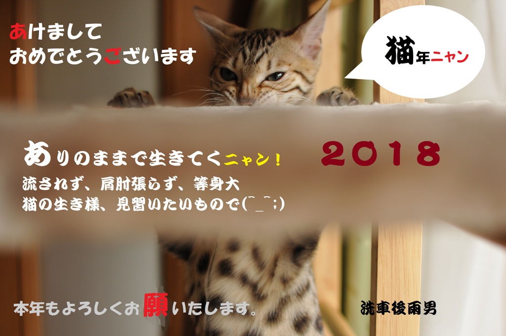 猫年宣言