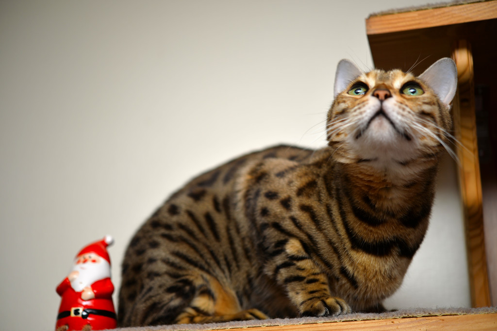 あ、ホワイトクリスマス？