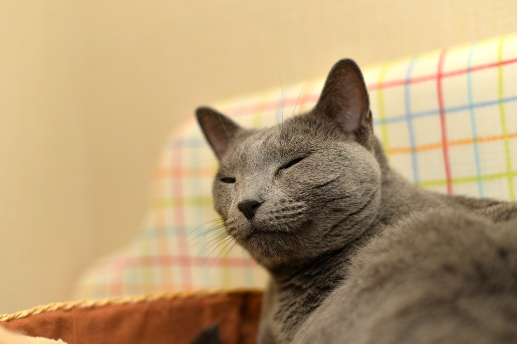 余は満足じゃ