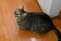 ほたる