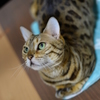 こはる
