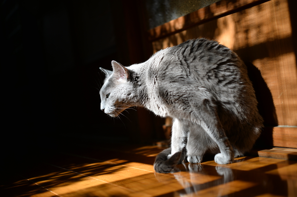 ねこ、銀色に輝く