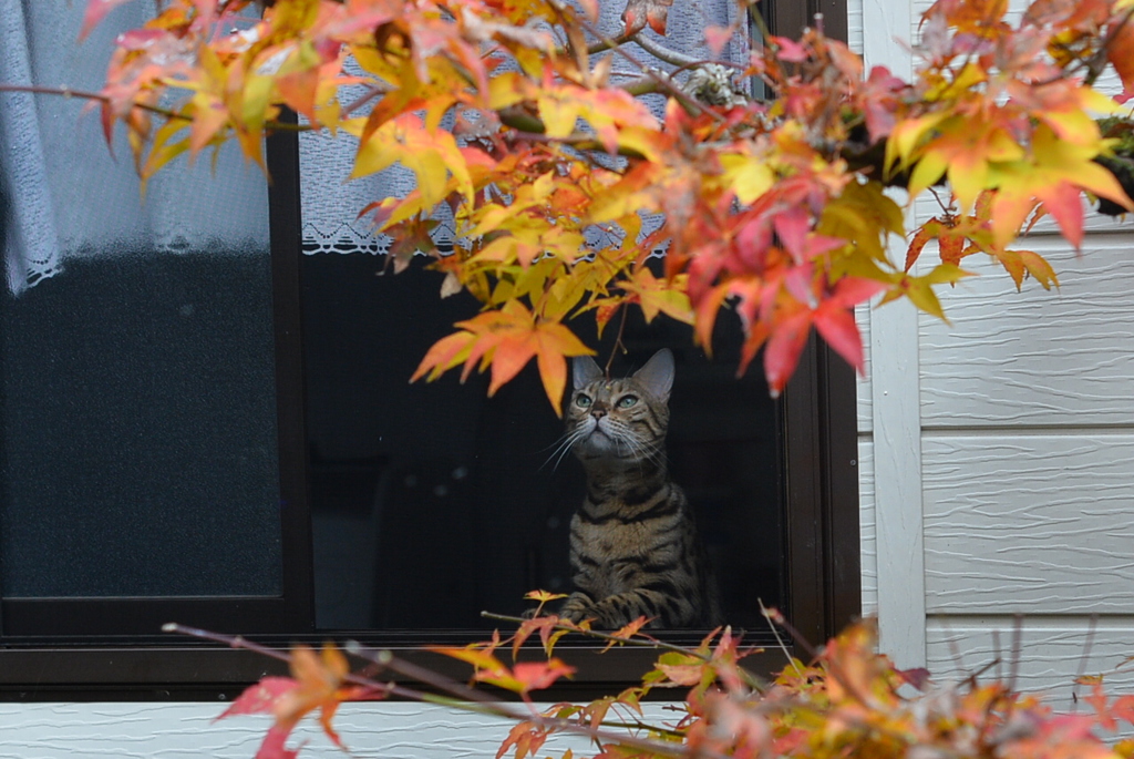 秋、紅葉狩り