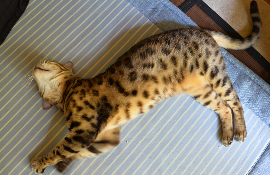 飼い主のマネ