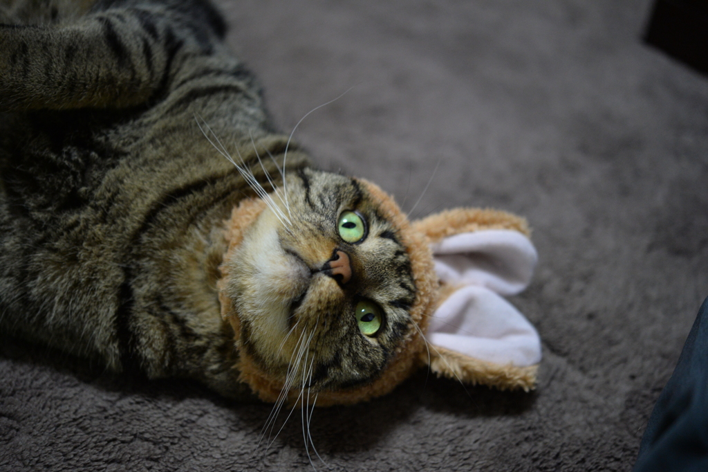 かないまへんわ～(-_-)