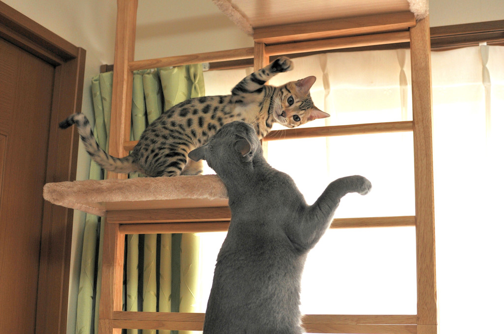 やったことは
