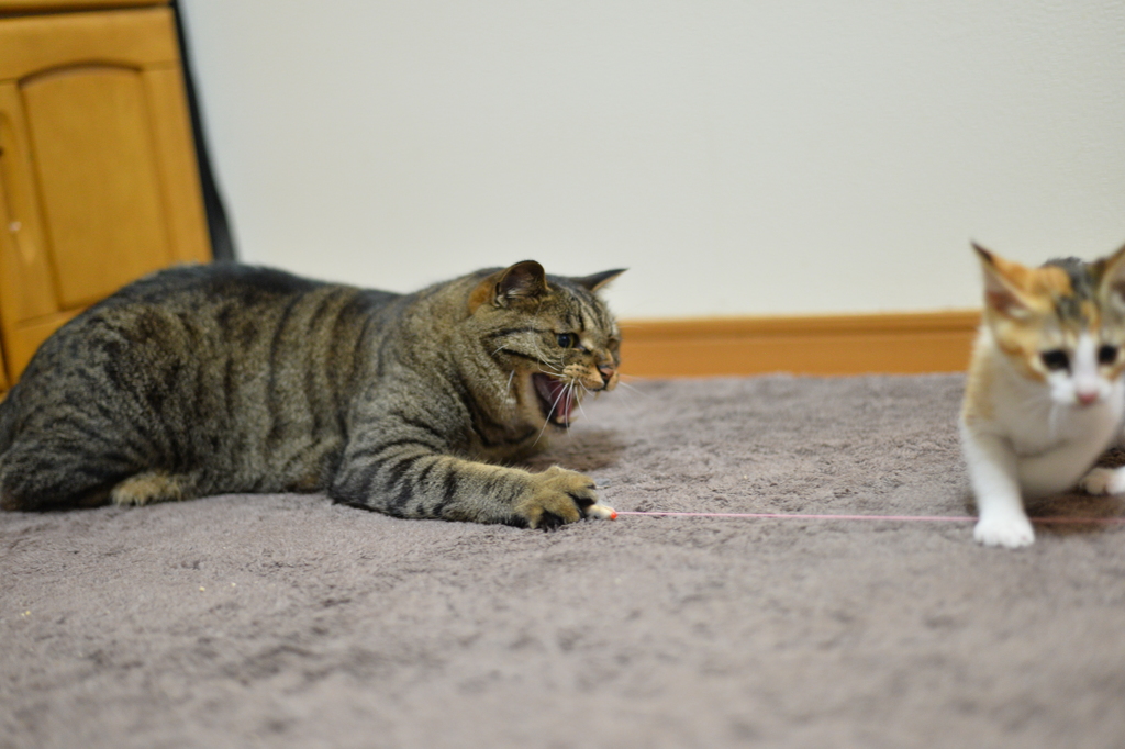 怒られた～。逃げろ！