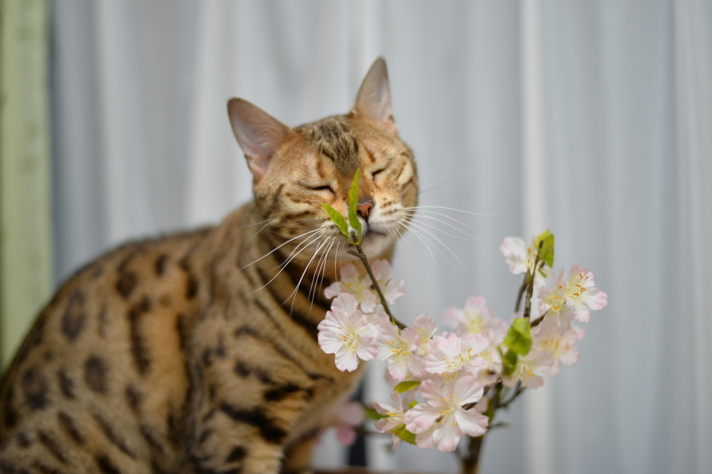 春の薫りが