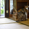町屋猫