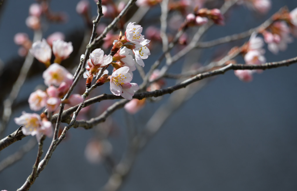 桜咲きだしました