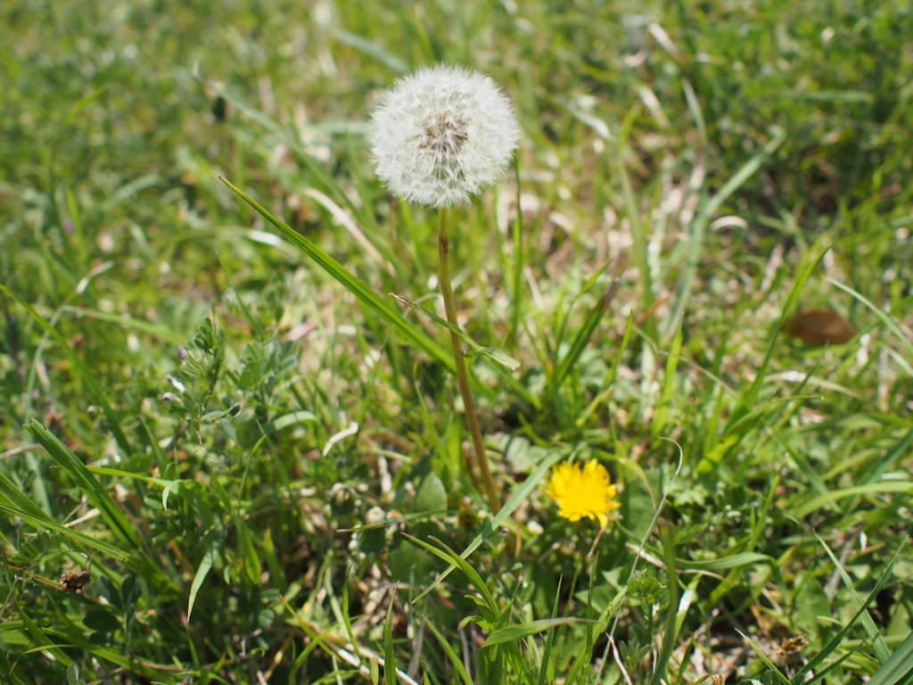 綿毛のたんぽぽ