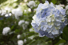 花言葉は、