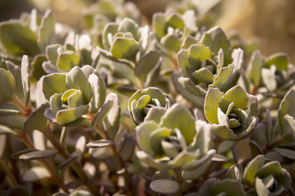 succulent