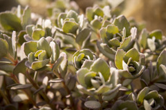 succulent