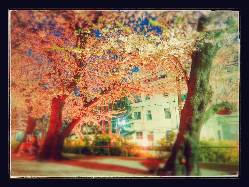 夜桜