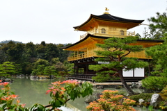 雨の中に佇む金閣寺