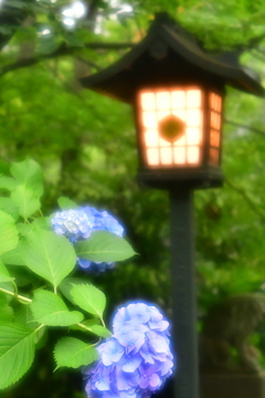 紫陽花と灯