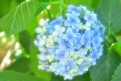 パッチワークみたいな紫陽花