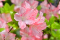 薄ピンクのツツジ♡
