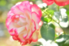 薔薇祭り