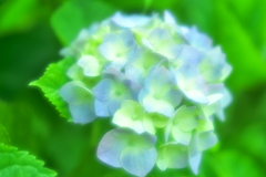 ふんわり紫陽花