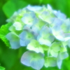 ふんわり紫陽花