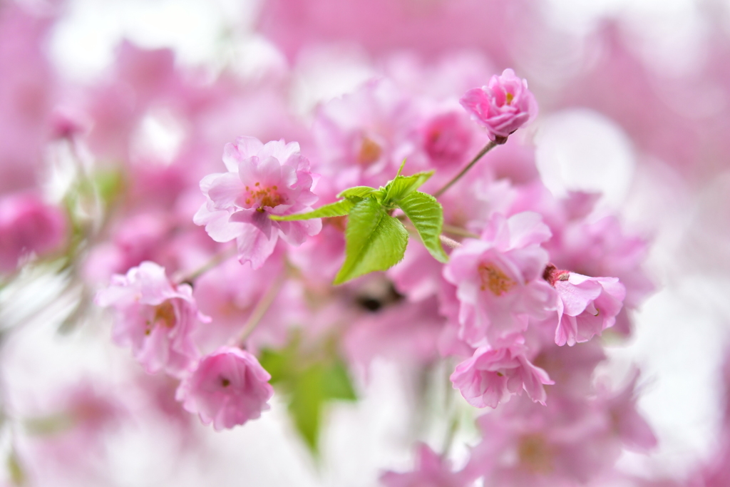 ピンクの桜
