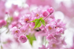 ピンクの桜