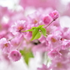 ピンクの桜