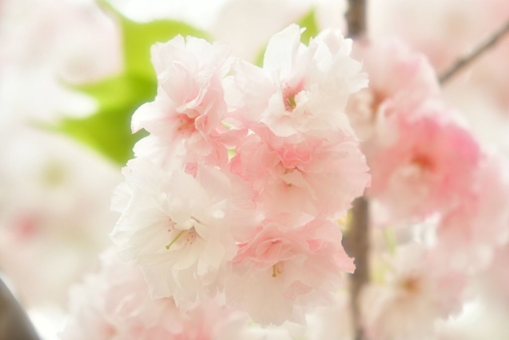 八重桜？牡丹桜？