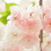 八重桜？牡丹桜？