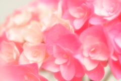 ピンクの紫陽花