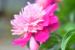 道に咲いていたピンクの花