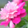 道に咲いていたピンクの花