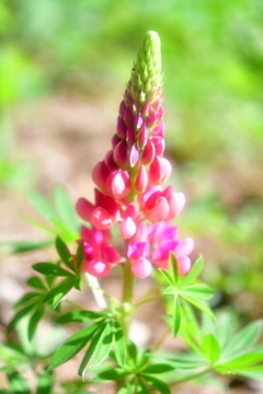 ピンクのお花
