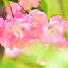 ふんわり桜