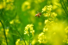 菜の花と蜂