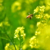 菜の花と蜂
