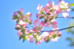 薄紅色のハナミズキ