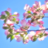 薄紅色のハナミズキ