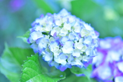 紫陽花らしい紫陽花