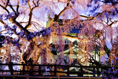 弘前 夜桜