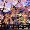 弘前 夜桜