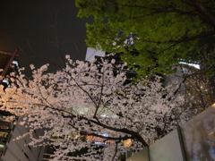 池袋 現場の夜桜