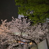 池袋 現場の夜桜