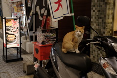 道後温泉の猫