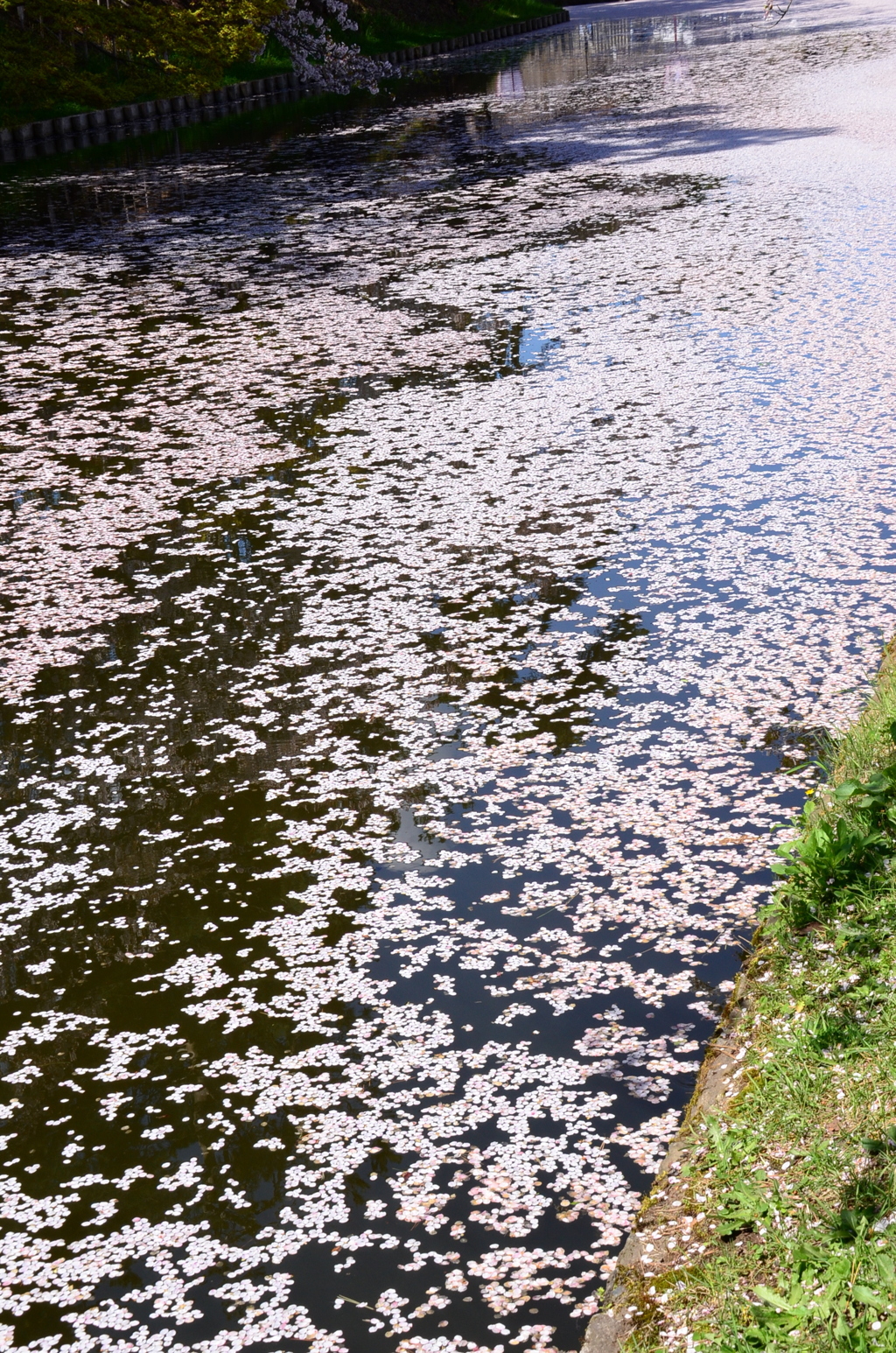 SAKURA ROAD